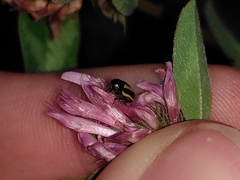 Cryptocephalus vittatus