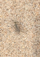 Acrosathe annulata