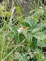 Boloria selene