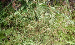 Lechea tenuifolia