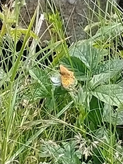 Boloria selene