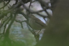 Acrocephalus dumetorum