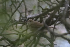 Acrocephalus dumetorum