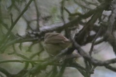 Acrocephalus dumetorum