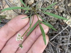 Lomatium fusiformis