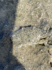 Callinectes similis
