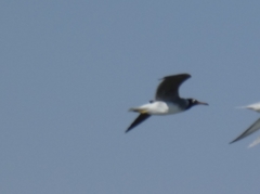 Ichthyaetus leucophthalmus