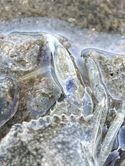 Callinectes similis