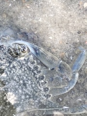 Callinectes similis