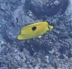 Chaetodon interruptus