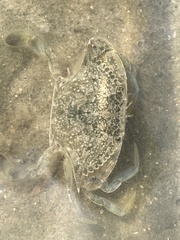 Callinectes similis