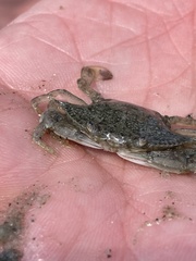 Callinectes similis