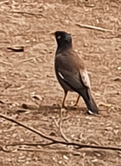 Acridotheres tristis