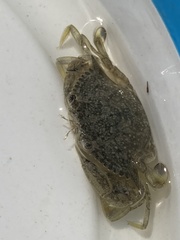 Callinectes similis