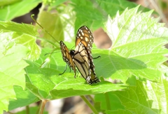 Danaus plexippus