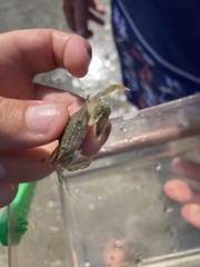 Callinectes similis