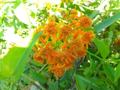 Pseudogynoxys chenopodioides