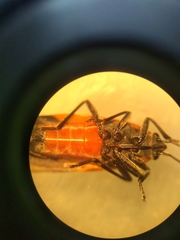 Dalmochrimnus nigriguttulus