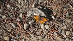 Pyronia bathseba