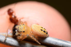 Phidippus cardinalis