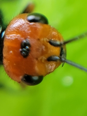 Acantholyda erythrocephala