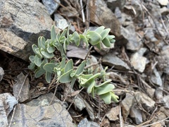 Streptanthus barbatus