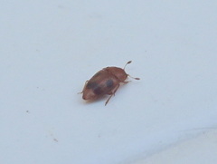 Epuraea ocularis