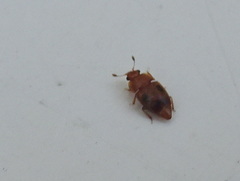 Epuraea ocularis