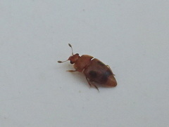 Epuraea ocularis
