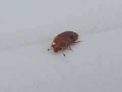 Epuraea ocularis