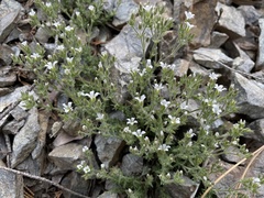 Sabulina nuttallii