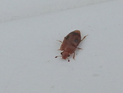 Epuraea ocularis