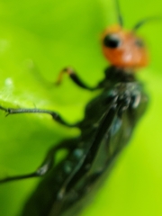 Acantholyda erythrocephala