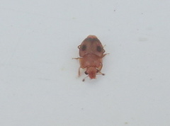 Epuraea ocularis