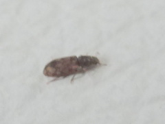 Synchita undata