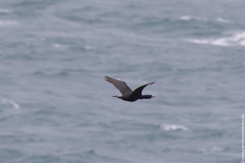 Morski vranac (Gulosus aristotelis)