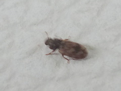 Synchita undata