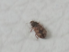 Synchita undata