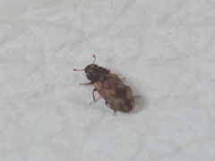 Synchita undata
