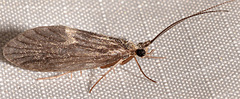 Lepidostoma griseum