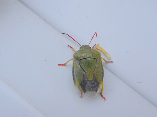 Piezodorus lituratus