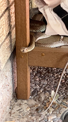 Masticophis flagellum