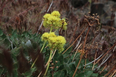 Euphilotes columbiae