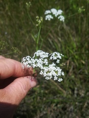 Limnosciadium pinnatum