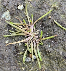Spergularia canadensis