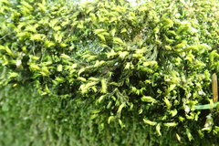 Racomitrium aciculare