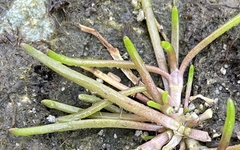Spergularia canadensis