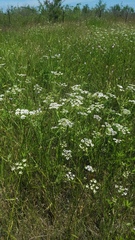 Limnosciadium pinnatum