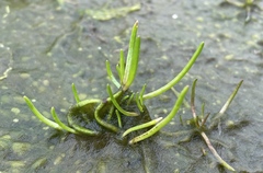 Spergularia canadensis