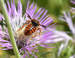 Rhodanthidium